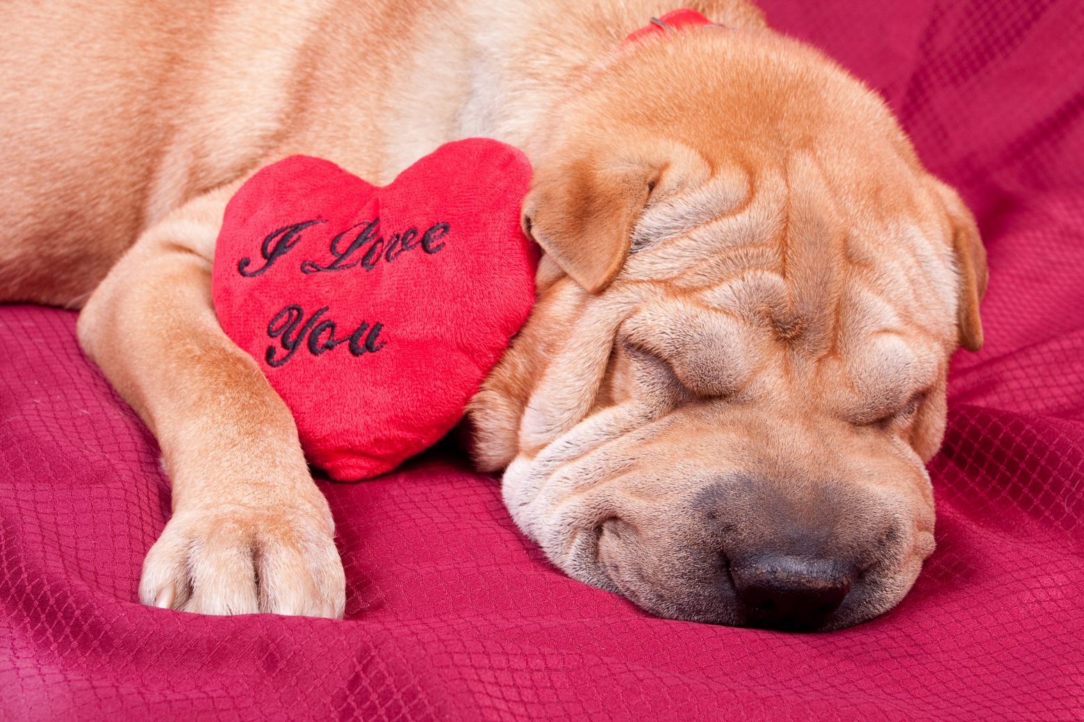 how much chocolate is bad for dogs why is chocolate so bad for dogs avoid feeding your chocolate how much chocolate is bad for dogs why is chocolate so bad for dogs avoid feeding your chocolate