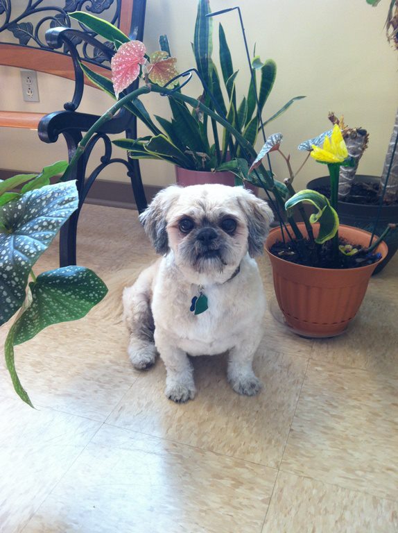 The Importance of Dog Grooming