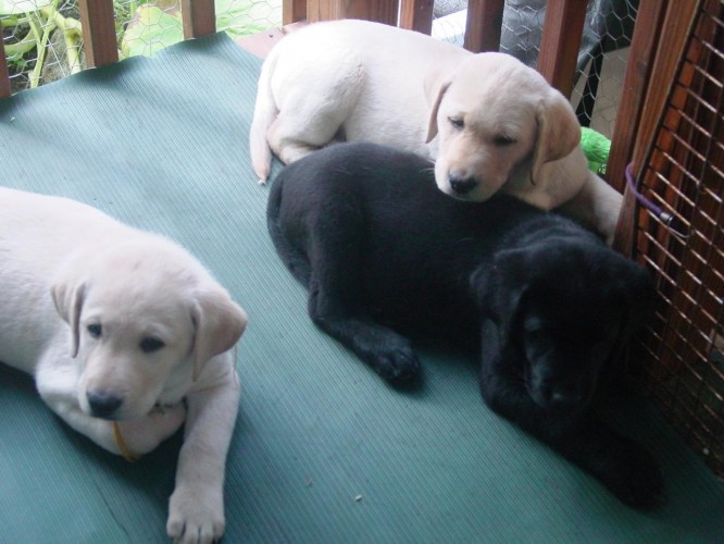 Liberty Labradors Labrador Retriever Puppies In Upstate Ny