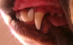 Cleaning Your Dogs Teeth