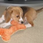 Teething Puppies – Training Tips To Help with Puppy Biting!