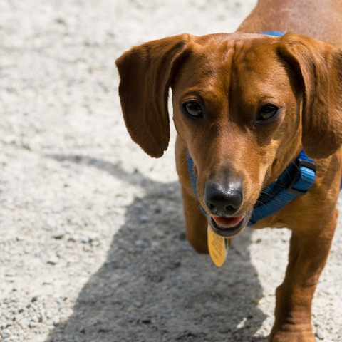 How to License Your Dog In Saratoga County