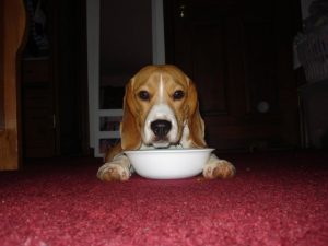 What's in Your Pet's Food?