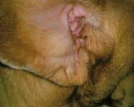 How To Clean Your Dogs Ears