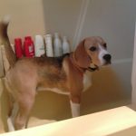 Dog Grooming FAQ: Facts, Tips & Information on Dog Grooming & Care