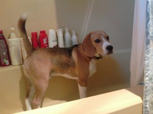 dog grooming FAQ