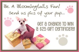 BloomingtailsFan