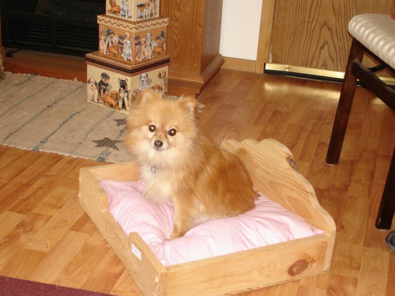 Bellyrubs Doggie Daycare & Boarding Saratoga Dog Lovers Business Spotlight