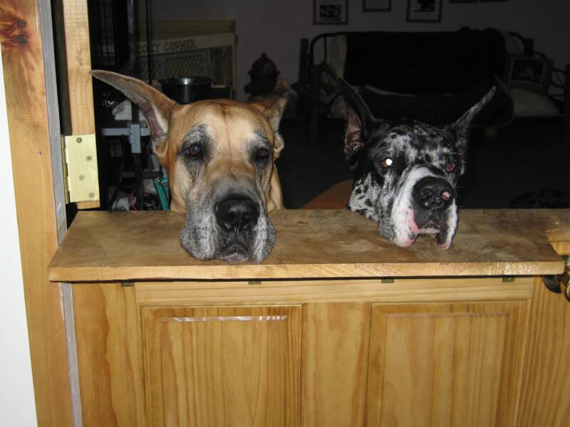 Bellyrubs Doggie Daycare & Boarding Saratoga Dog Lovers Business Spotlight