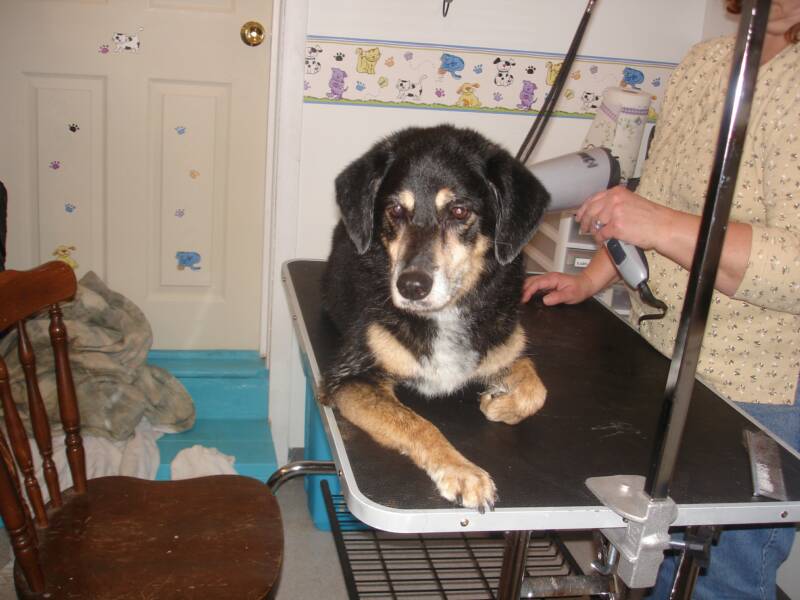 Bellyrubs Doggie Daycare & Boarding Saratoga Dog Lovers Business Spotlight