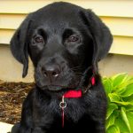 Naming Your Puppy: Choosing The Perfect Puppy Name