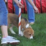Treats And Dog / Puppy Training