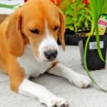 Toxic Plants Your Dog Should Avoid: What Plants Are Poisonous To Dogs
