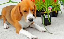 Toxic Plants Your Dog Should Avoid: What Plants Are Poisonous To Dogs