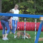 Puppy Training: Finding The Right Dog Trainer For Your Dog