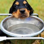 Top 10 Dog Safety Tips for Summer and Hot Weather
