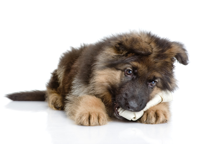 5 tips for bad dog breath