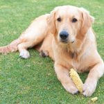 Can A Dog Eat Corn on the Cob?