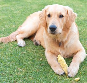 Can Dogs Eat Corn on the Cob