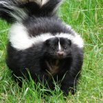 How to Remove Skunk Smell From Your Dog