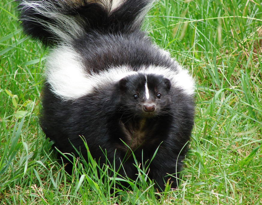 Remove Skunk Smell From Your Dog