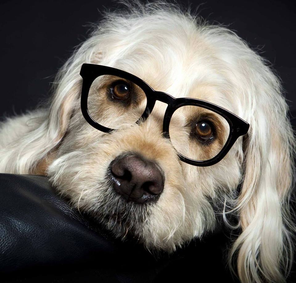 Bocker the Labradoodle