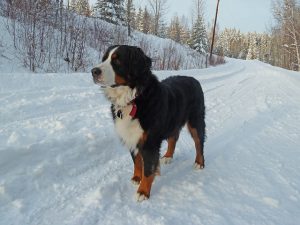 bernese-230560_640