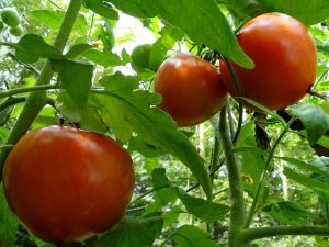 tomatoes-101845_640