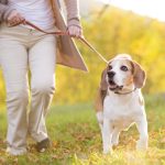 Tips for Keeping Your Senior Dog Healthy
