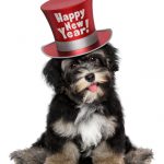 Top 7 New Year Resolutions for Your Dog