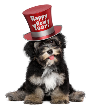 new years dog resolutions