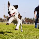 10 Tips for Following Dog Park Etiquette