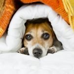 Is Your Dog Afraid Of Storms? Read These Seven Tips!