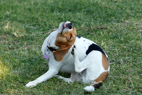 Dog scratching himself behind his ear