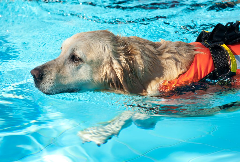 Hydrotherapy for Dogs