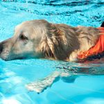 Hydrotherapy for Dogs: Healing in Water