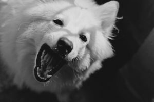 separation anxiety in dogs barking