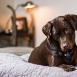 Tips for Owning a Dog in An Apartment