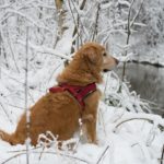 Tips for Hiking with Your Dog in Cold Weather