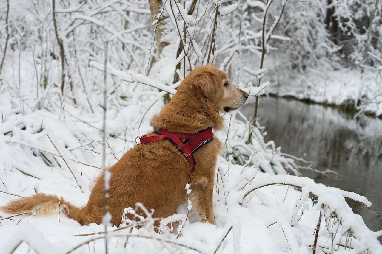 Tips for Hiking with Your Dog in Cold Weather Saratoga Dog Lovers