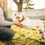 Spring Health Tips for Dog Owners in Upstate New York!