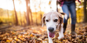 Tips for hiking with your dog in Saratoga County