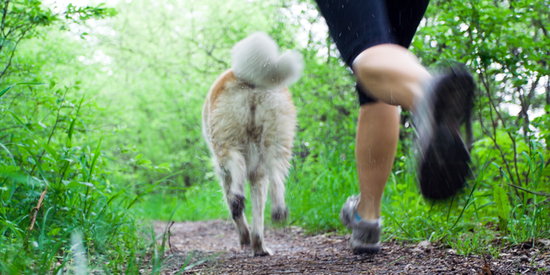 Hiking trail tips for your dog