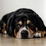Common Cancers in Dogs