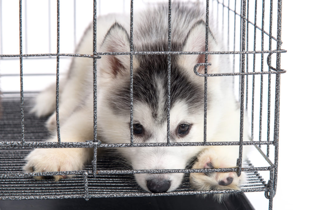 how to train dog not to bark in crate