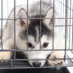 What to Do When Your Dog Barks in Their Crate