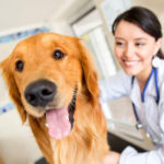 How to Keep Your Dog Calm at the Groomers’ or Vets’ Office
