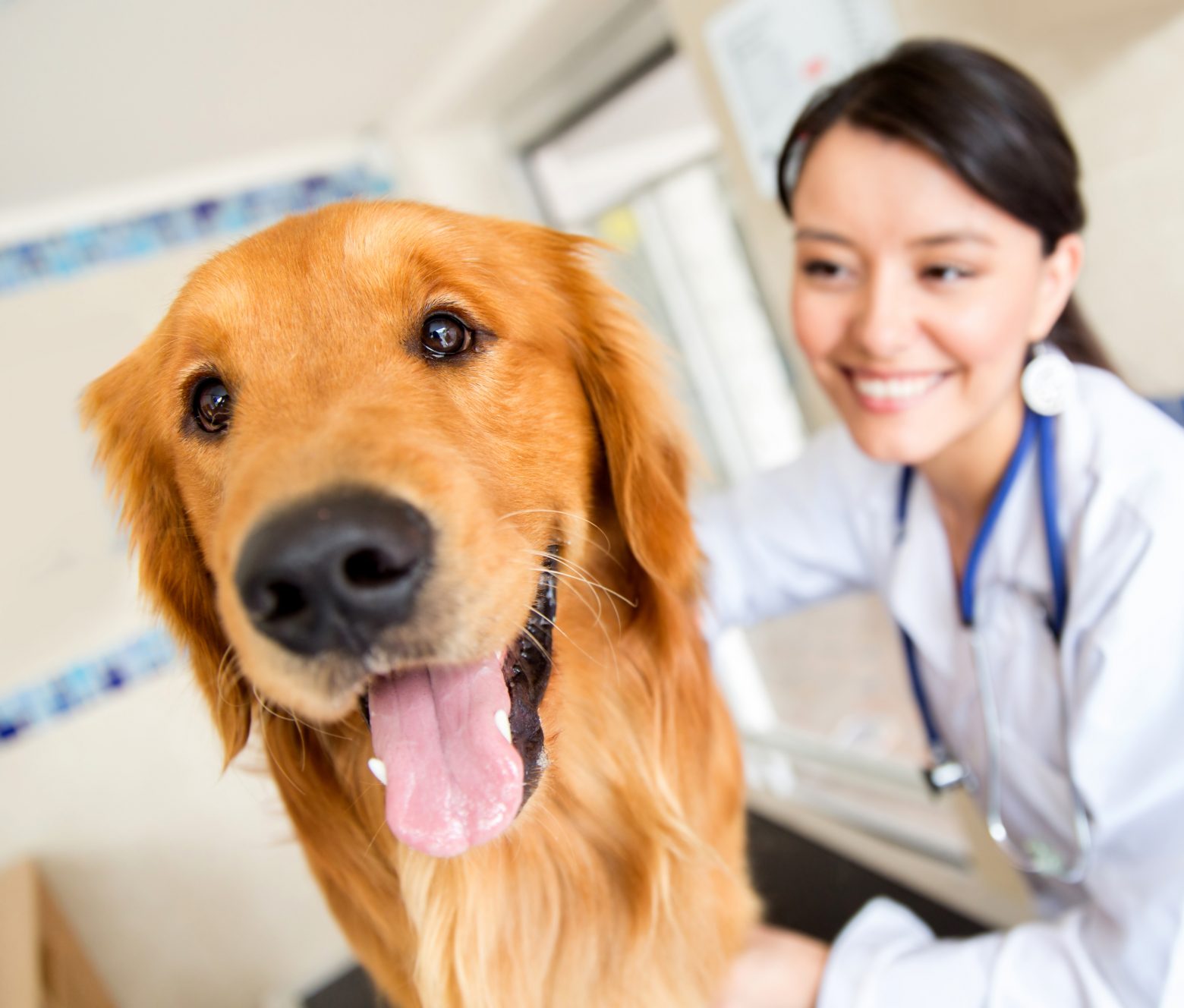 How to Keep Your Dog Calm at the Groomers’ or Vets’ Office