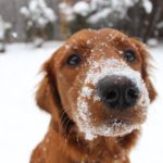 Exercising Your Dog in Winter