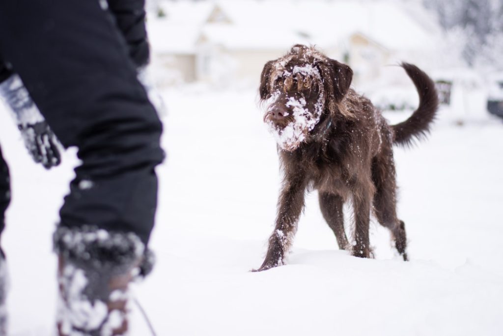 playing with dog